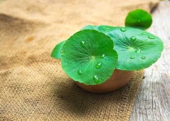 Manfaat Daun Pegagan atau Centella Asiatica untuk Kesehatan Kulit
