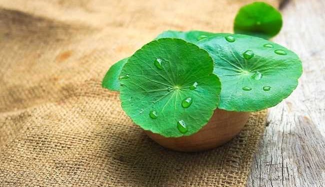 Manfaat Daun Pegagan atau Centella Asiatica untuk Kesehatan Kulit