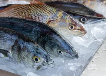Hindari 5 Ikan Ini Karena Mengandung Kolesterol Tinggi