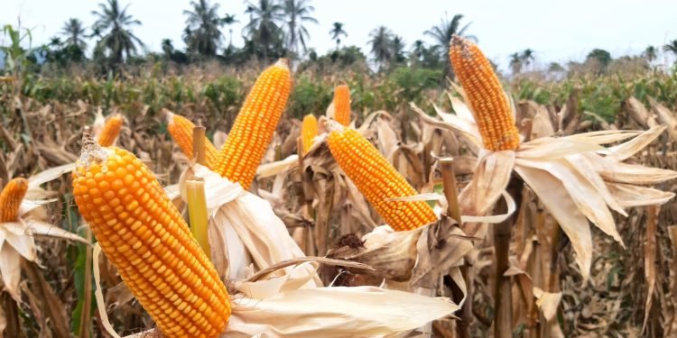 impor jagung 250 ribu ton