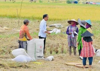 Warga Keluhkan Harga Cabai Naik, Ini Respon Jokowi