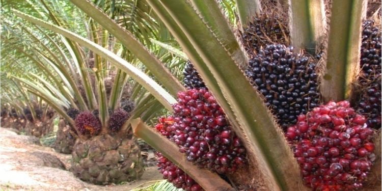 Dalam kurun waktu 2017-2023, luas kebun rakyat yang telah diremajakan mencapai 306 ribu hektare (ha) untuk 134 ribu petani