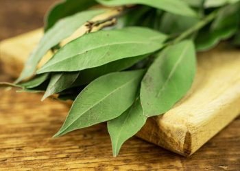 6 Rebusan Daun untuk Menurunkan Gula Darah secara Alami