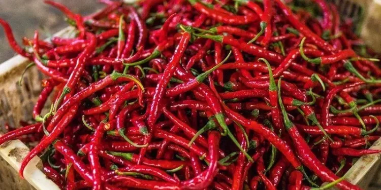 Untuk cabai rawit merah, harga kini mencapai Rp 90 ribu per kilogram. Sebelumnya, harga cabai rawit merah ada di kisaran Rp 60 ribu per kilogram
