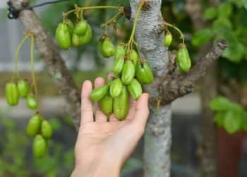 5 Manfaat Belimbing Wuluh untuk Kesehatan Tubuh Anda