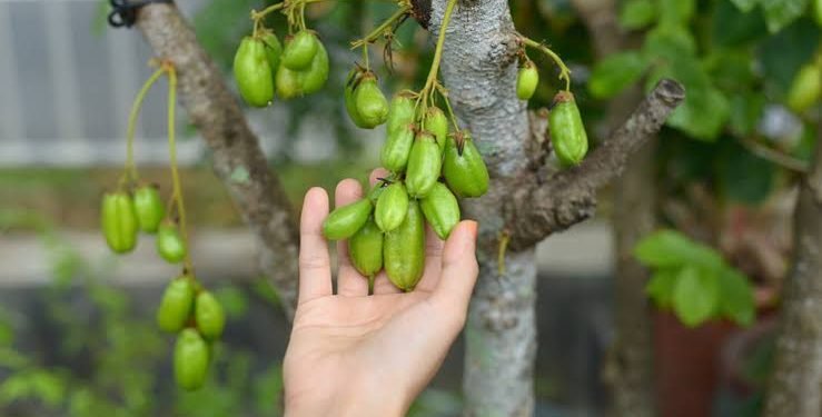 5 Manfaat Belimbing Wuluh untuk Kesehatan Tubuh Anda