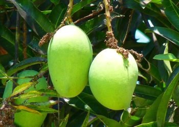 Cara Menanam Mangga yang Benar agar Berbuah Banyak