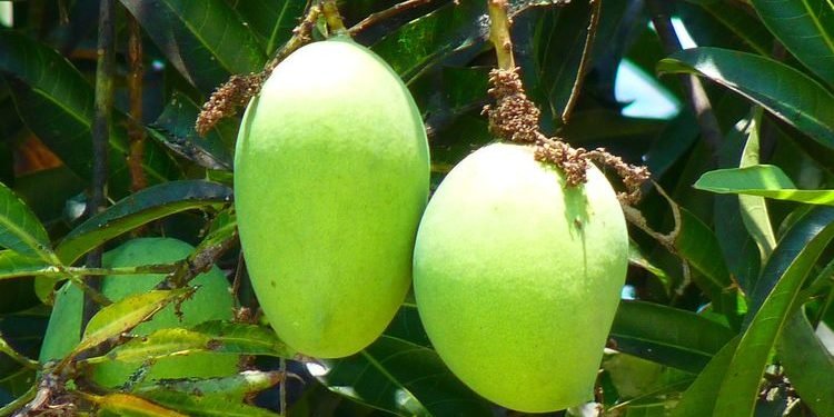 Cara Menanam Mangga yang Benar agar Berbuah Banyak