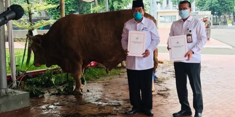 Sapi Kurban Presiden Jokowi