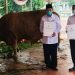 Sapi Kurban Presiden Jokowi