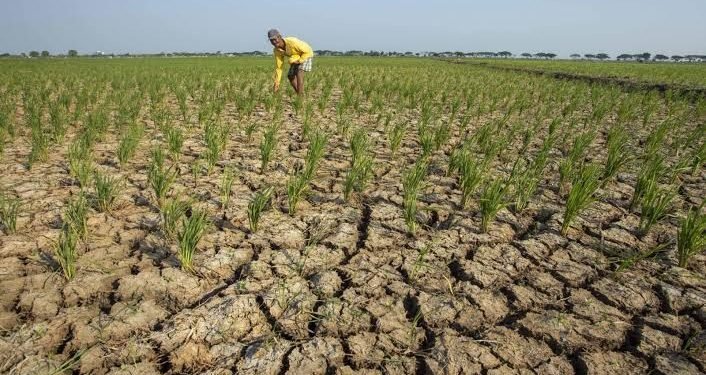 Minim Hujan, 12 Kecamatan di Pandeglang Banten Alami Kekeringan