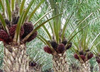 PT Nusantara Sawit Sejahtera merupakan produsen minyak kelapa sawit yang mengelola lima perusahaan perkebunan sawit terintegrasi di Kalimantan Tengah dengan total area inti dan plasma sebesar 46.000 hektare, melepas 23,88 juta saham