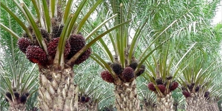 PT Nusantara Sawit Sejahtera merupakan produsen minyak kelapa sawit yang mengelola lima perusahaan perkebunan sawit terintegrasi di Kalimantan Tengah dengan total area inti dan plasma sebesar 46.000 hektare, melepas 23,88 juta saham