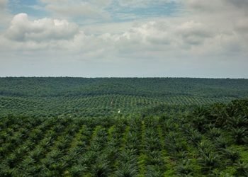 pemegang saham emiten perkebunan dan industri pengolahan kelapa sawit, PT Sumber Tani Agung Resources Tbk (STAA), Gani melepas seluruh kepemilikan sahamnya sebanyak 690.738.085 saham pada tanggal 15 November 2024. Dengan harga pelaksanaan sebesar Rp 875 per saham, Gani meraup dana segar Rp 604,39 miliar.