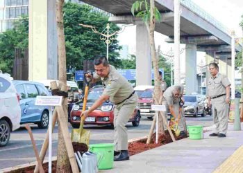 Percantik Kota dan Kurangi Polusi, Pemprov DKI Tanam Pohon Tabebuya di Kuningan