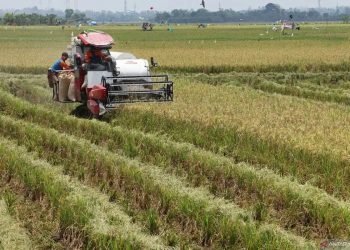 Pastikan Ketahanan Pangan, Pemerintah Indonesia Harus Sediakan Ini