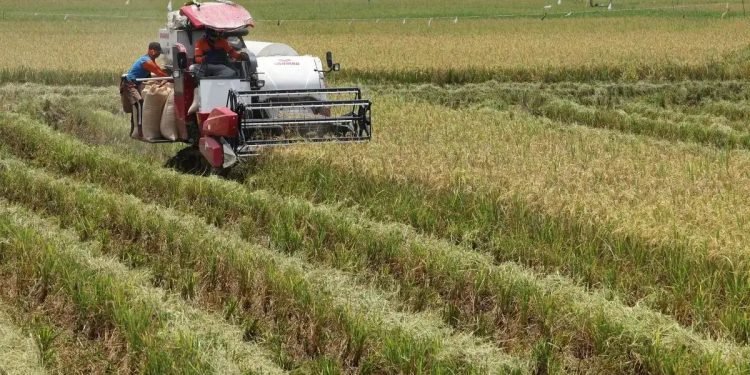 Pastikan Ketahanan Pangan, Pemerintah Indonesia Harus Sediakan Ini