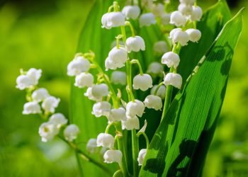 Fakta Menarik Bunga Lily of Valley, Favorit Pengantin Kerajaan