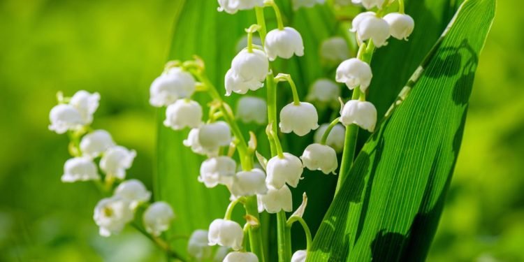 Fakta Menarik Bunga Lily of Valley, Favorit Pengantin Kerajaan