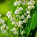 Fakta Menarik Bunga Lily of Valley, Favorit Pengantin Kerajaan