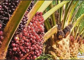 Pemerintah Indonesia selanjutnya akan memonitor secara ketat perubahan regulasi UE agar sesuai dengan putusan dan rekomendasi DSB WTO, khususnya terkait unsur diskriminasi yang dimenangkan Indonesia