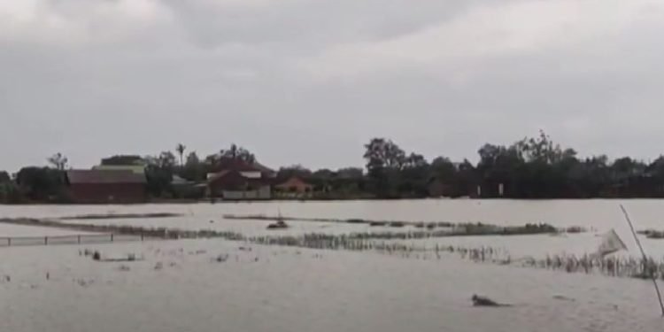 Gagal Panen, 40 Hektar Sawah Kabupaten Tangerang Kebanjiran
