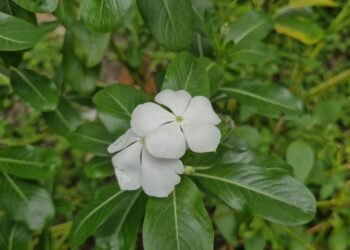 Apa Manfaat Daun Tapak Dara Bunga Putih Bagi Kesehatan?