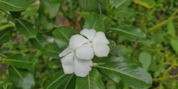 Apa Manfaat Daun Tapak Dara Bunga Putih Bagi Kesehatan?