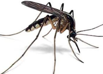 serangga-paling-mematikan-dunia