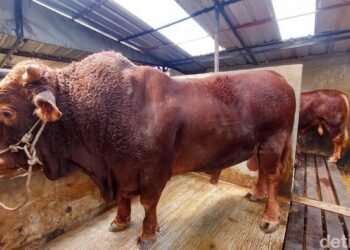 Sapi Milik Ade Mulyana Lolos Seleksi Ketat, Jadi Kurban Presiden Prabowo