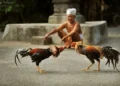 tradisi sabung ayam