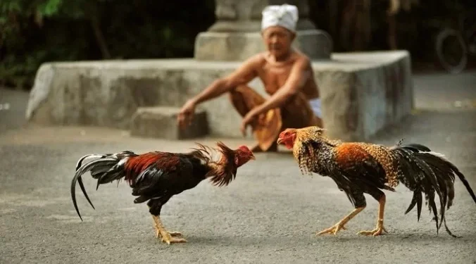 tradisi sabung ayam