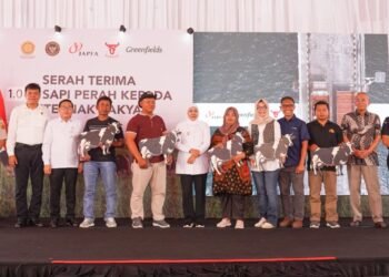 sapi perah bunting Japfa