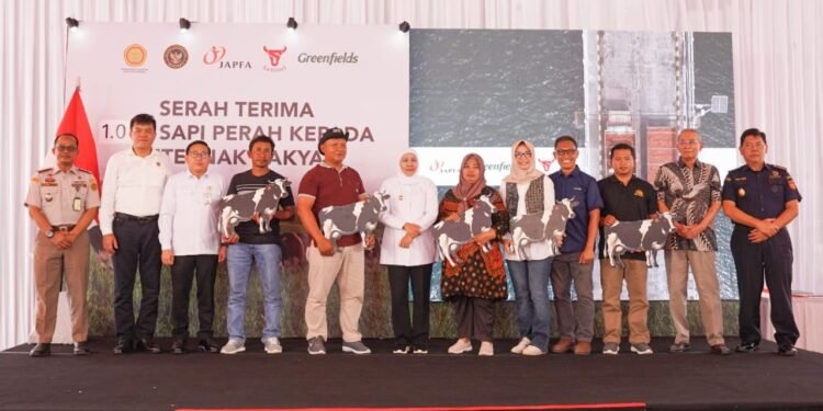 sapi perah bunting Japfa