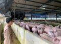 dilema-investasi-peternakan-babi-jepara