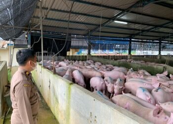 dilema-investasi-peternakan-babi-jepara