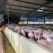 dilema-investasi-peternakan-babi-jepara