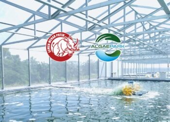 Mikroalga, Si Kecil yang Mengubah Peta Bisnis: Dari Superfood hingga Solusi Industri Hijau