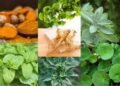 cara-mengobati-gusi-bengkak-dengan-7-tanaman-herbal