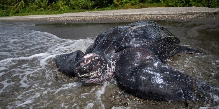 perairan-buru-konservasi