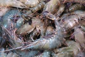 Ishartini juga optimistis pada November ini bisa mengirim lebih dari 200 kontainer udang yang telah bersertifikat bebas Cesium-137. Semua ini terjadi karena pada 9 Oktober, KKP resmi diakui sebagai Certifying Entity oleh pemerintah AS, yang memberi kewenangan untuk menerbitkan sertifikat bebas Cesium-137 bagi setiap produk udang yang akan diekspor