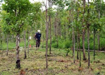 Thailand Tangguhkan Kesepakatan Damai dengan Kamboja Setelah Ledakan Ranjau