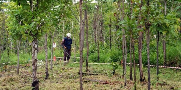 Thailand Tangguhkan Kesepakatan Damai dengan Kamboja Setelah Ledakan Ranjau