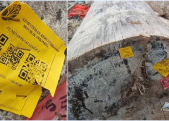 Heboh! Ada Label Kemenhut di Kayu Gelondongan di Sumbar
