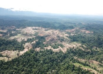 merek-dunia-gagal-hentikan-deforestasi-pelanggaran-ham-2025