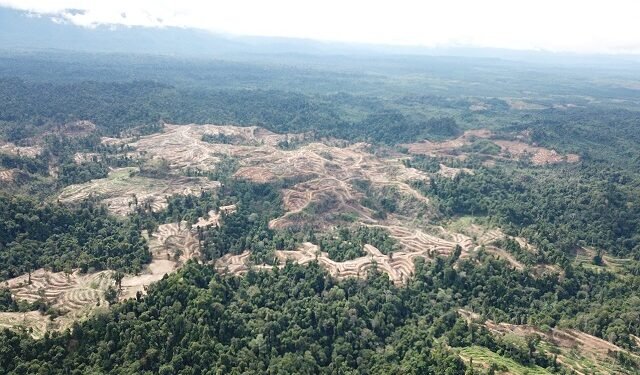 merek-dunia-gagal-hentikan-deforestasi-pelanggaran-ham-2025