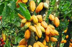 Menurut Billy, kakao dan kopi memiliki keunggulan ekologis dibanding komoditas lain karena tidak mendorong pembabatan hutan yang menyebabkan homogenisasi hutan. Sistem tanamnya pun, masih mempertahankan tutupan hutan. Sehingga, masih ada shade tree dan tanamannya bisa berada di antara hutan produksi, tidak menjadi monokultur.