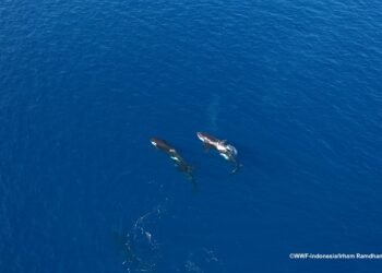 keajaiban-biota-kunci-maluku-barat-daya-romang-damer-2025