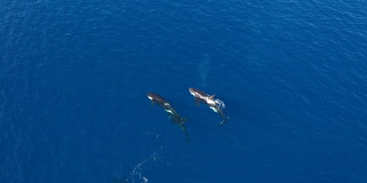 keajaiban-biota-kunci-maluku-barat-daya-romang-damer-2025