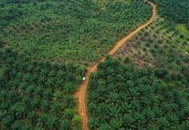 Menurut Raja Juli, reforestasi Taman Nasional Tesso Nilo merupakan tindak lanjut dari kebijakan penertiban dan pengembalian fungsi kawasan hutan yang selama ini mengalami tekanan akibat alih fungsi lahan. Pemerintah menargetkan pemusnahan tanaman sawit secara bertahap dan penggantian dengan tanaman hutan yang memiliki nilai ekologis tinggi.